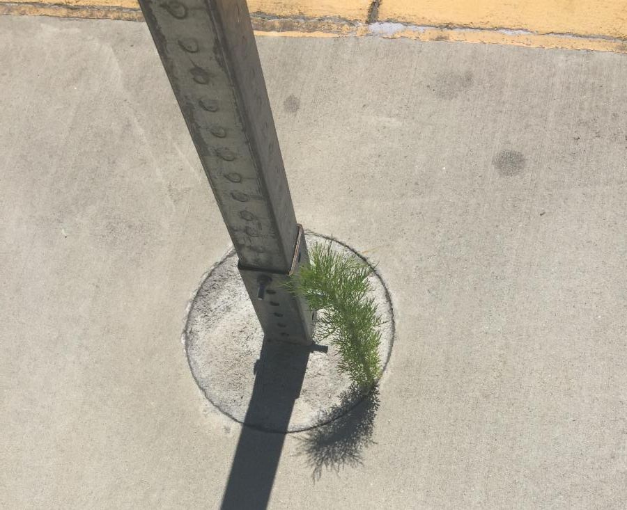 plant growing in concrete