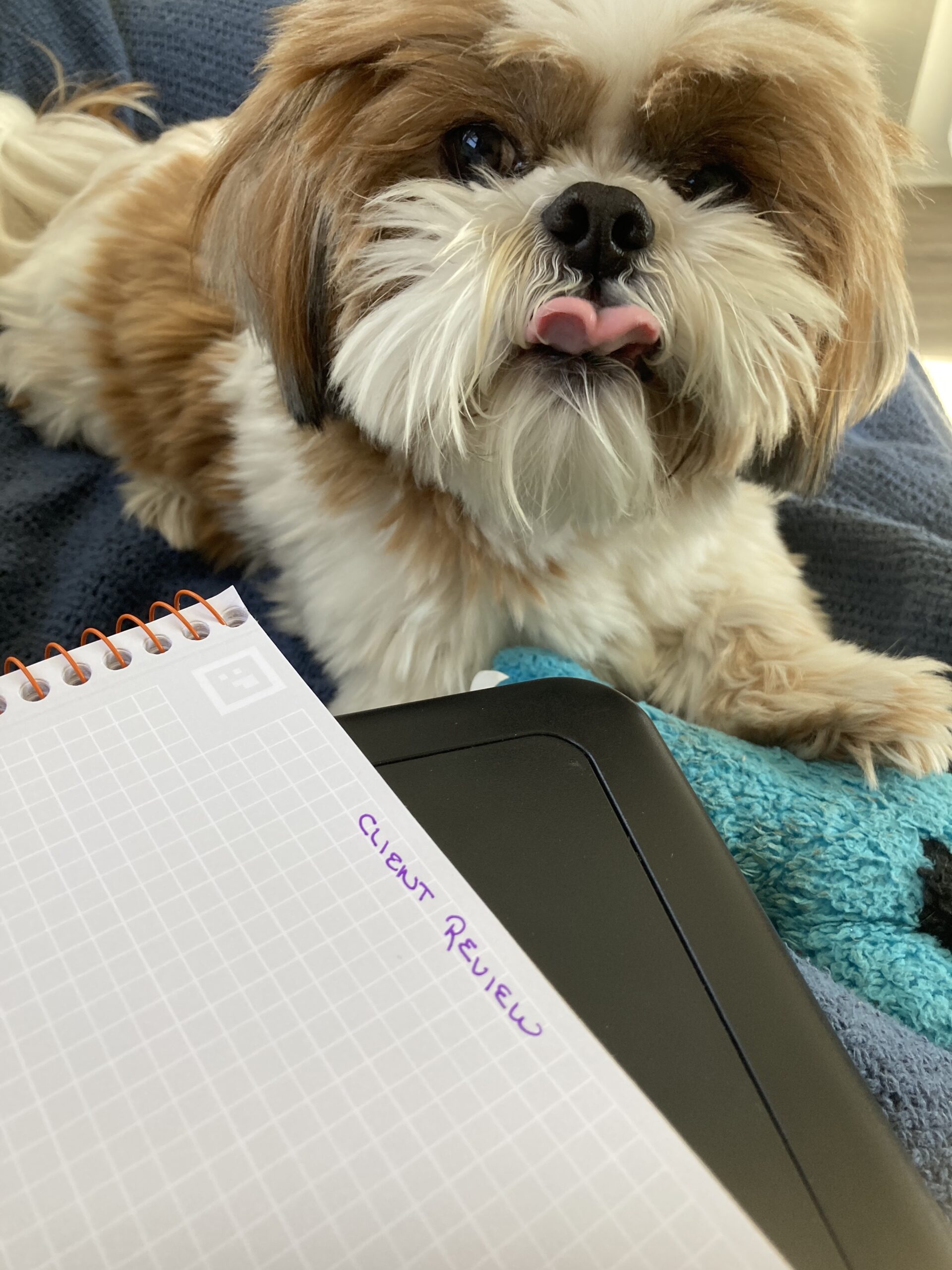 Dog with notebook labeled Client Review