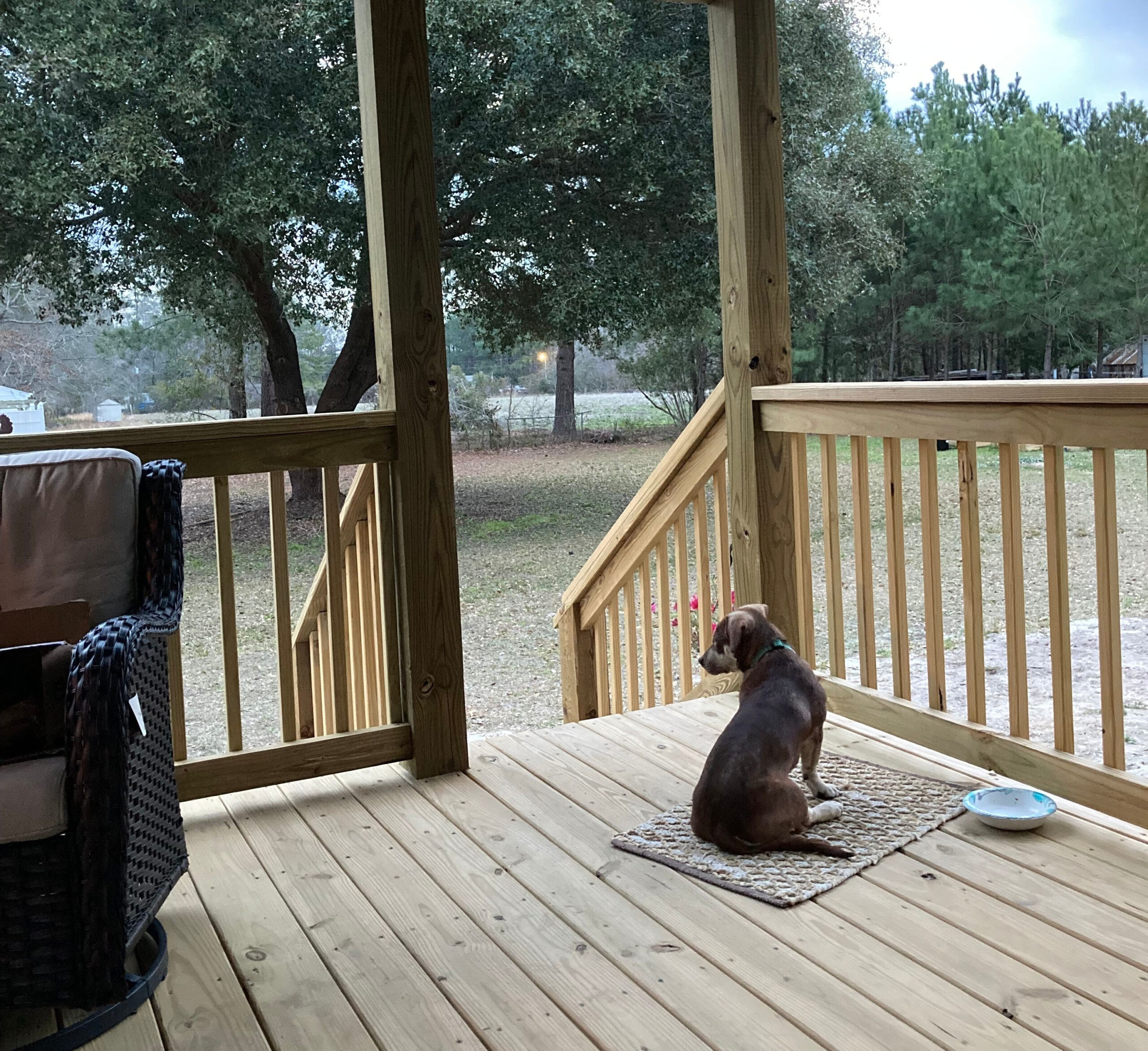 dog sitting outside